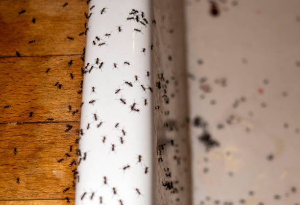 Best Mosquito Control Services  in Liberty, TX
